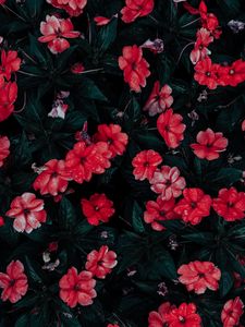 Preview wallpaper flowers, drops, red, bloom, flowerbed