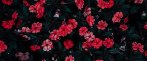 Preview wallpaper flowers, drops, red, bloom, flowerbed