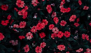 Preview wallpaper flowers, drops, red, bloom, flowerbed