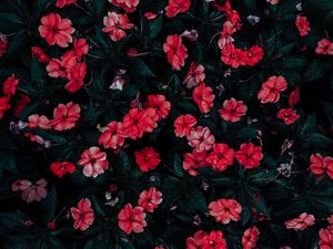 Preview wallpaper flowers, drops, red, bloom, flowerbed