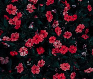 Preview wallpaper flowers, drops, red, bloom, flowerbed