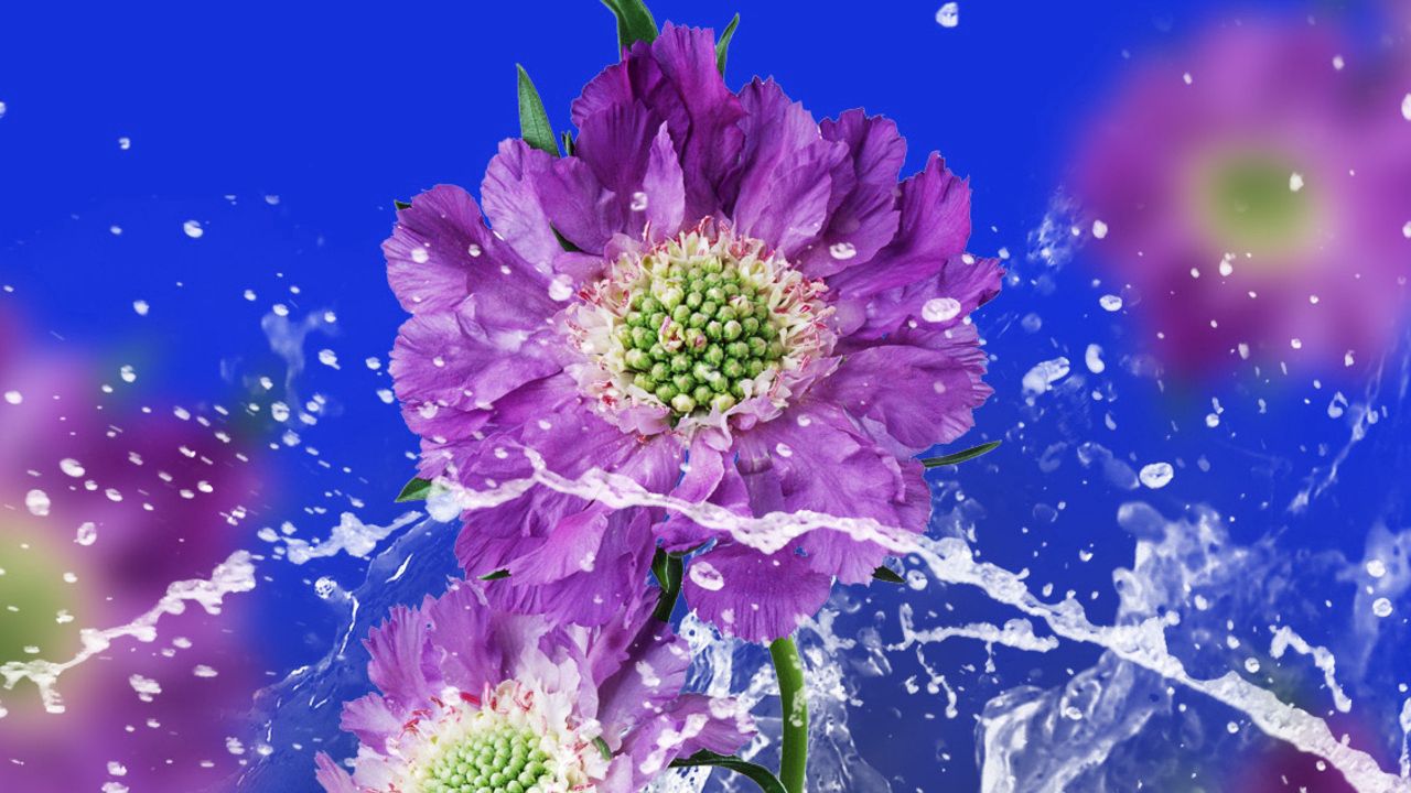 Wallpaper flowers, drops, water, spray, background, blurred