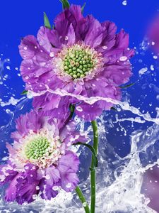 Preview wallpaper flowers, drops, water, spray, background, blurred