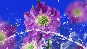 Preview wallpaper flowers, drops, water, spray, background, blurred
