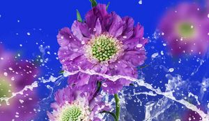 Preview wallpaper flowers, drops, water, spray, background, blurred