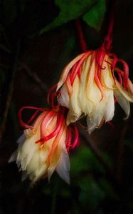 Preview wallpaper flowers, drops, wet, macro, plant