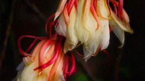 Preview wallpaper flowers, drops, wet, macro, plant