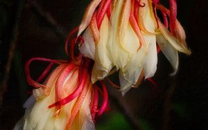 Preview wallpaper flowers, drops, wet, macro, plant