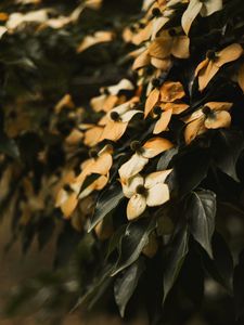 Preview wallpaper flowers, dry, leaves, plant, bush