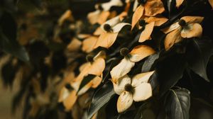 Preview wallpaper flowers, dry, leaves, plant, bush