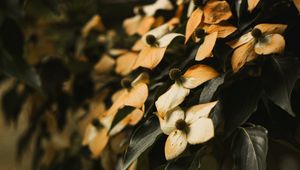 Preview wallpaper flowers, dry, leaves, plant, bush