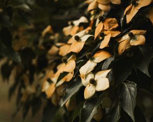 Preview wallpaper flowers, dry, leaves, plant, bush