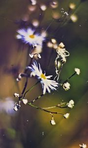 Preview wallpaper flowers, faded, grass, background