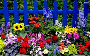 Preview wallpaper flowers, fence, different, bright