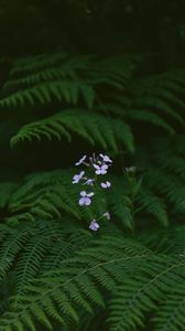 Preview wallpaper flowers, fern, leaves, plants