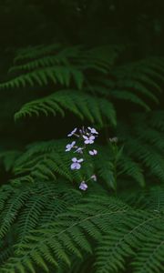 Preview wallpaper flowers, fern, leaves, plants