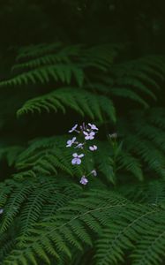 Preview wallpaper flowers, fern, leaves, plants