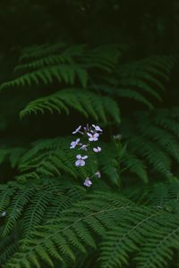 Preview wallpaper flowers, fern, leaves, plants