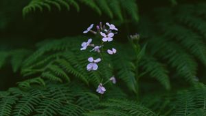 Preview wallpaper flowers, fern, leaves, plants