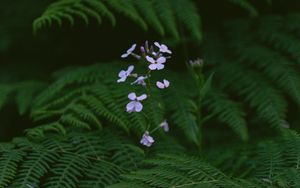 Preview wallpaper flowers, fern, leaves, plants