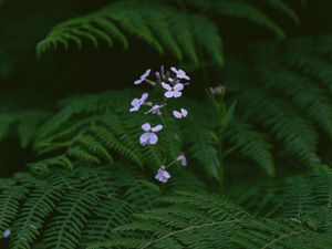 Preview wallpaper flowers, fern, leaves, plants