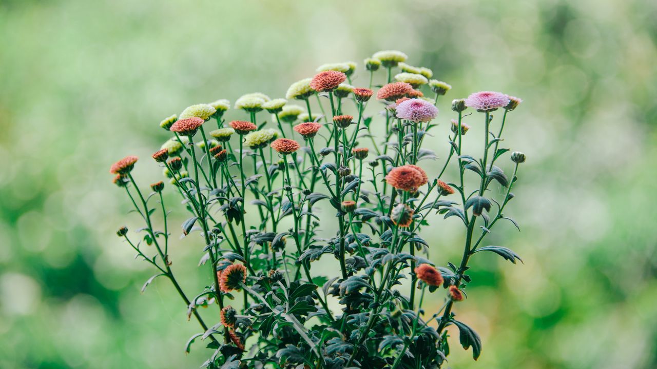 Wallpaper flowers, field, bloom, blur