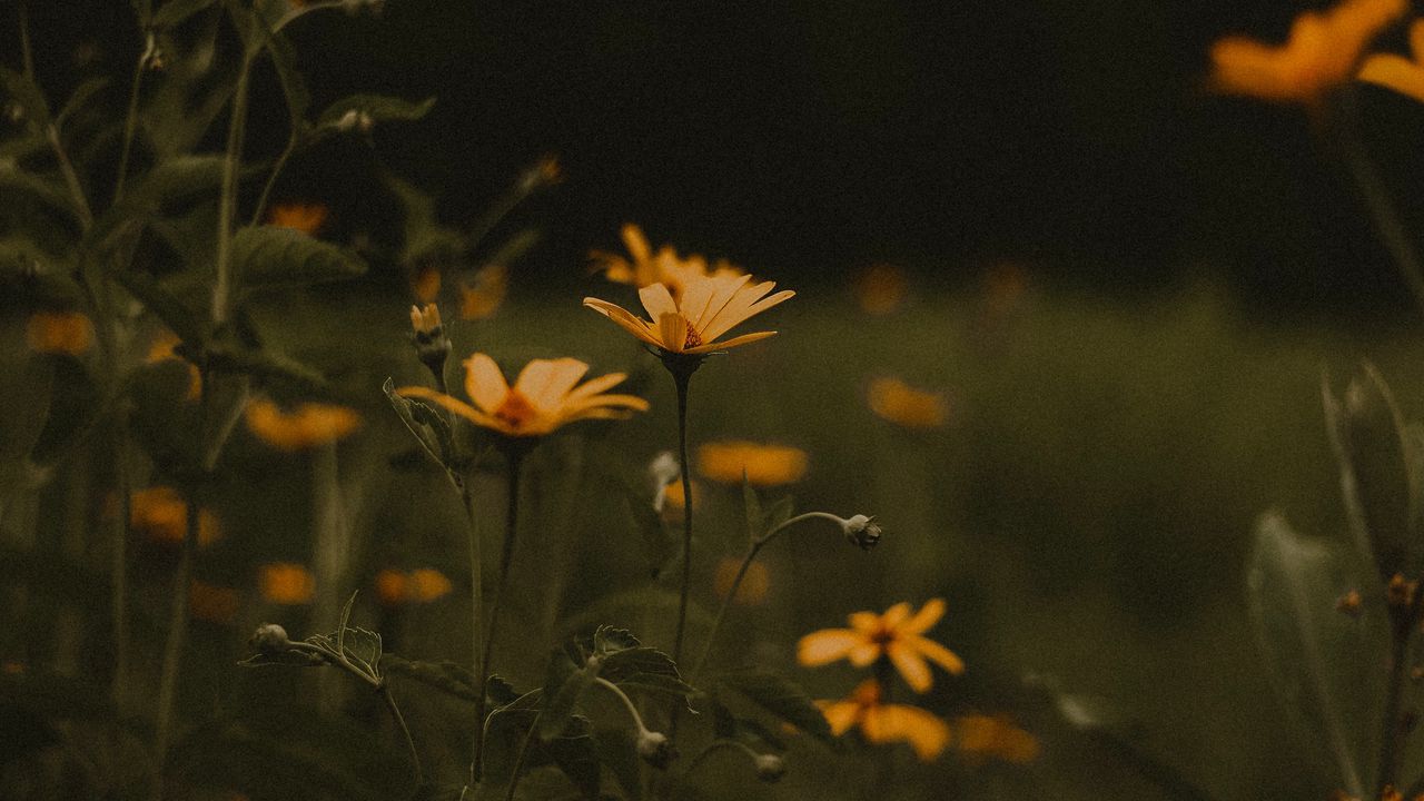 Wallpaper flowers, field, bloom, green, yellow