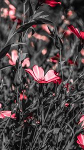 Preview wallpaper flowers, field, bloom, summer