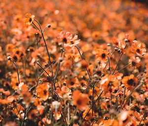 Preview wallpaper flowers, field, bloom, plants, blooming