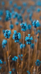 Preview wallpaper flowers, field, blur