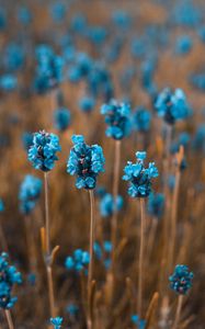 Preview wallpaper flowers, field, blur