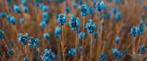 Preview wallpaper flowers, field, blur