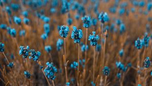 Preview wallpaper flowers, field, blur