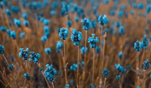 Preview wallpaper flowers, field, blur