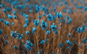 Preview wallpaper flowers, field, blur