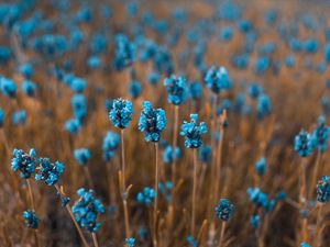 Preview wallpaper flowers, field, blur