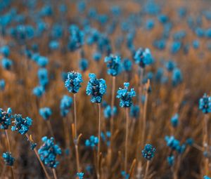 Preview wallpaper flowers, field, blur