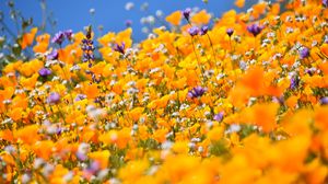 Preview wallpaper flowers, field, blur, yellow