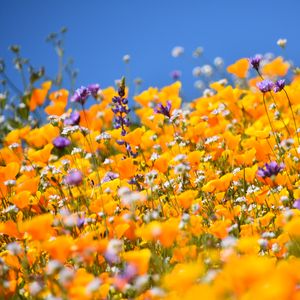 Preview wallpaper flowers, field, blur, yellow