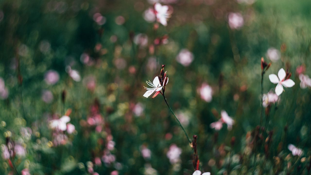 Wallpaper flowers, field, blurred