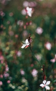 Preview wallpaper flowers, field, blurred