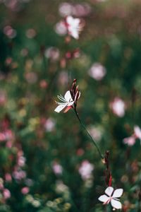 Preview wallpaper flowers, field, blurred