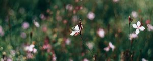 Preview wallpaper flowers, field, blurred