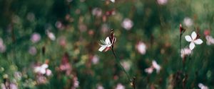 Preview wallpaper flowers, field, blurred