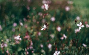 Preview wallpaper flowers, field, blurred