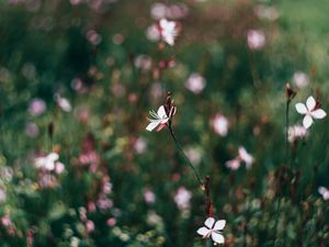 Preview wallpaper flowers, field, blurred