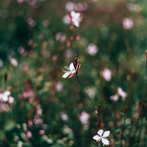 Preview wallpaper flowers, field, blurred