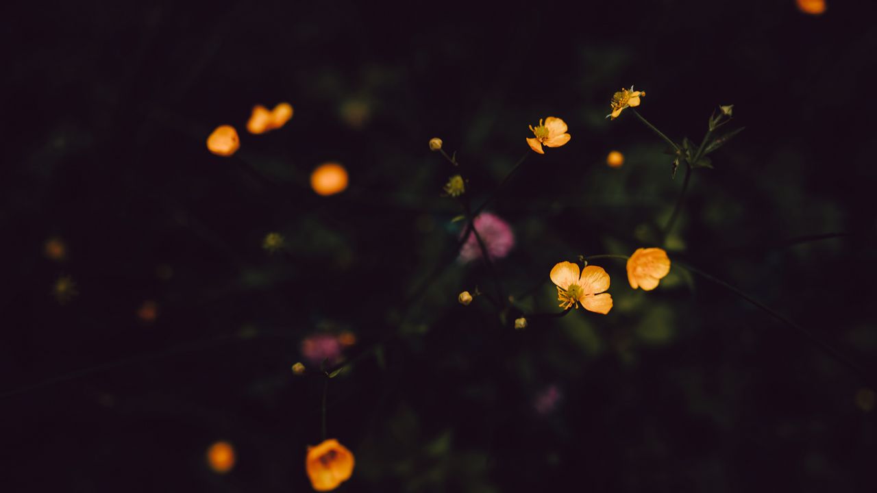 Wallpaper flowers, field, dark