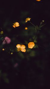 Preview wallpaper flowers, field, dark