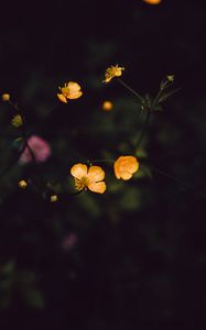 Preview wallpaper flowers, field, dark